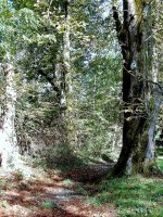 Sur la route de Cognin à Vimines, une allée bordée d'arbres majestueux conduit à la maison d'Henry Bordeaux dans son domaine du Maupas."L'arbre, comme l'homme, s'affine en société."(H Bordeaux. La robe de laine).